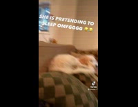 Collab Clips mpugc - White dog on couch pretends to be asleep
