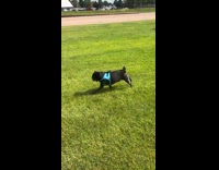Black pug blue vest run on grass