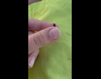 Person hold very small clam shell