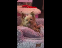 Small dog laying down on dog bed looking at camera with tongue out 
