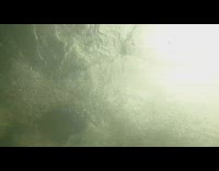 Black blue shorts guy jumps underwater camera 