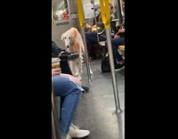 White dog with fur dyed orange subway 