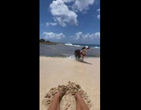 Dog enjoying beach sand and water 