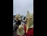 Collab Clips MPUGC - Friends using huge leaves as masks