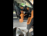 Dog fails to climb onto car 