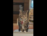 Woman tells story about her stray cat