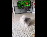 White fluffy cat rolling around on white fluffy rug 

