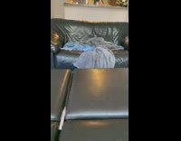 Brown puppy jumps misses chair fail couch