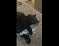 Cat cuddling flopping fish toy with mouth wide open