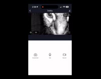 Collab Clips MPUGC - Cat stares and wait for food 