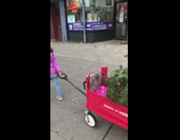 Kid pulls christmas tree in red cart