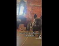 Dogs Run After Fallen Popcorns on Ground