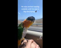 Small bird scared of big bird 