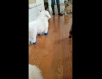 Dog Checks Pet Sock and Takes it