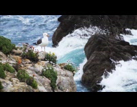 Seagull on coast while waves crash slowmo