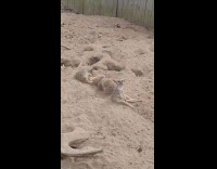 Meerkat dig sand beside other meerkat zoo