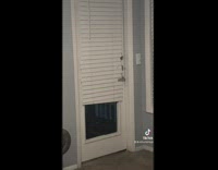 Guy tells dog not to look into blinds but it doesnt listen 