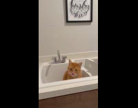 Cat meowing for hooman to open faucet