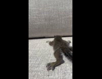 Squirrel lays on lawn chair to sunbathe