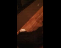 Dog follow filmer walks inside the house