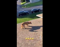 Golden retriever dog climbs ladder onto roof 