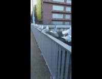 Cool Birds jumps off the rail as filmer approach them