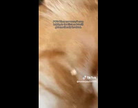 Cat tears up from cut up onions