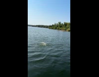 Eagle grabs the thrown fish at river