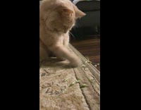 Brown cat plays with green straw grass 