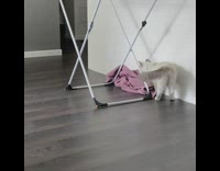 Cat pulls pink towel off drying rack 
