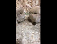 Bunnies munching same grass strand