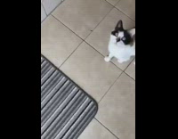 Cat dances moves head to beat stands 