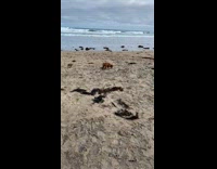 Dog does funny zoomies at the beach