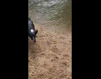 Black white dog brings rock for collection 