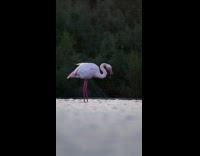 Flamingo bird stand in flowing water windy