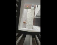 Collab PLC - Orange Cat Meows then Walks Upstairs to Lady