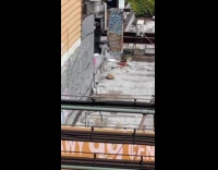 Submitter shows large tortoise walks around rooftop