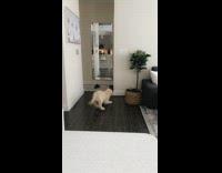 Golden retriever squeaks toy in mouth  and plays with reflection in mirror