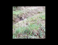 Collab PLC - Cat first time to play outside woods