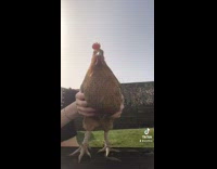Chicken body moves but head stays still
