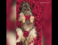 MUSIC Rose Petals Fall On Shaggy Dog Laying on Back