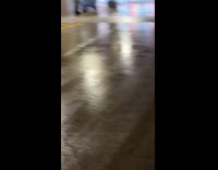 Man shows baby pigeon hides under car