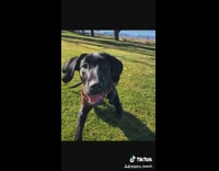 Black dog cant sit still park photoshoot 