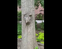 Rat head sculpture blends in with tree 