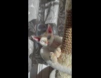 Orange and white cat act surprised