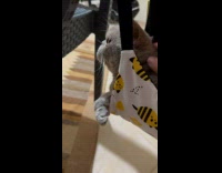 Person Rubs Cat on Swing from Behind 