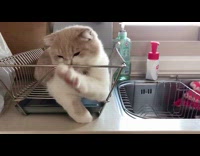 Kitten bites metal dish drying rack 