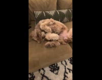 Dog sleeps on couch upside down position