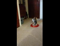 Cat playing with ball on cat toy in living room
