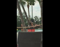 Girl hangs off tree for photo